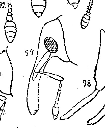 Curculionidae: Pissodes castaneus? S, a confronto con P. validirostris